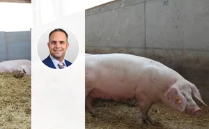 «Erwähnenswert ist, dass bereits heute mehr Jungsauen mit Schweizer Genetik im Ausland produziert werden als in der Schweiz», erklärt Matteo Aepli im Interview.