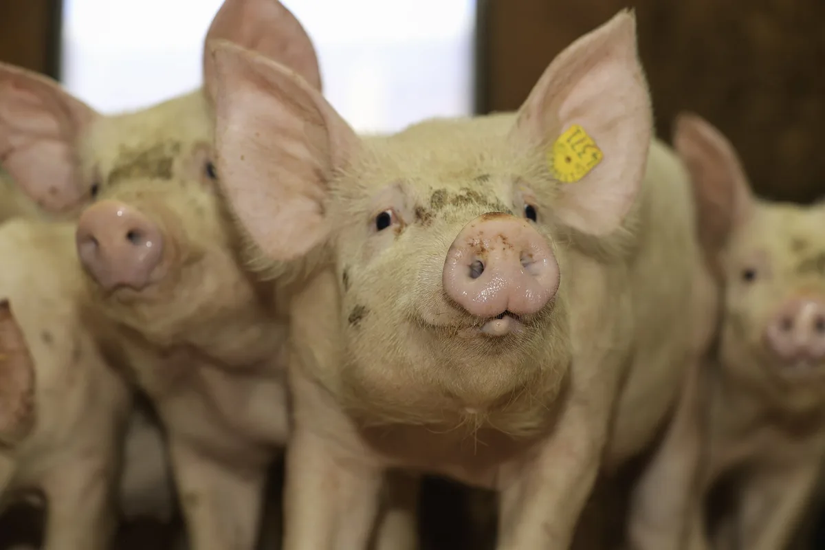 Suisag passt Rassennamen von Duroc und Piétrain an