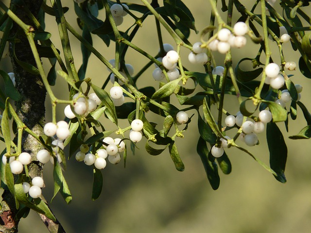 Misteln galten schon bei den Kelten als Symbol für Fruchtbarkeit und Vitalität - heute sind sie oft Teil der Weihnachtsdekoration. (Bild Pixabay)