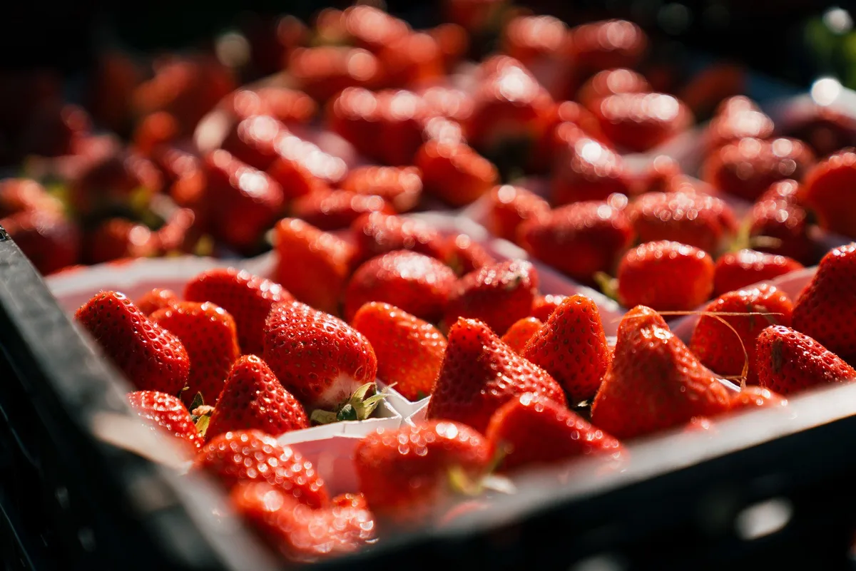 erdbeeren_sov Ab sofort herrscht Vollversorgung mit Schweizer Erdbeeren