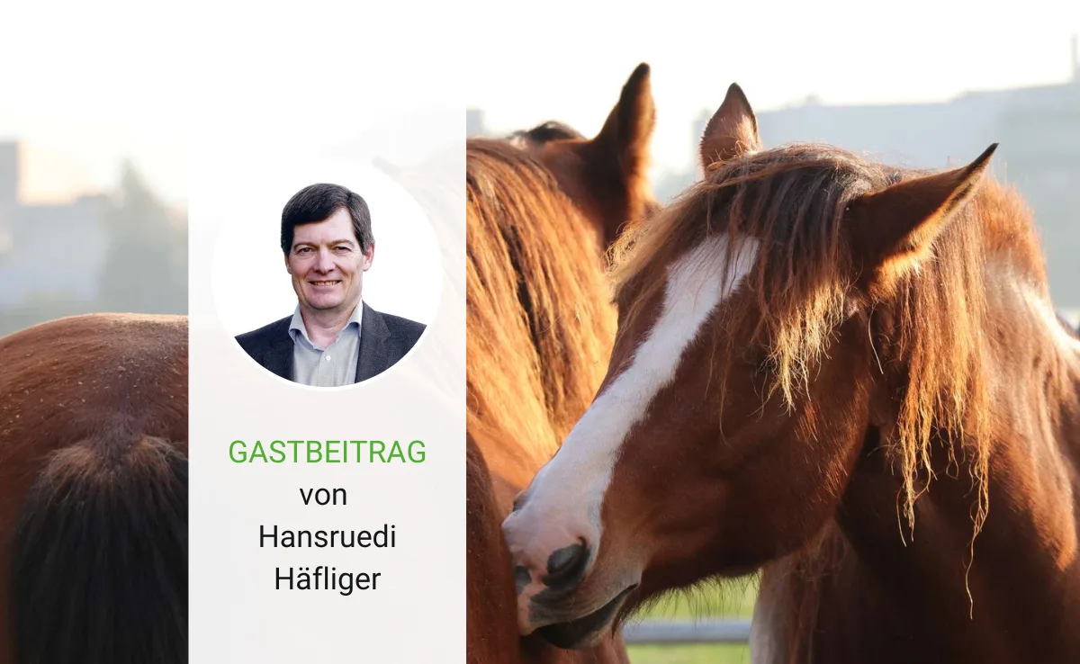 Artikel_Gastbeitrag_BauZ_Haefliger Pferde sind auch nur Menschen