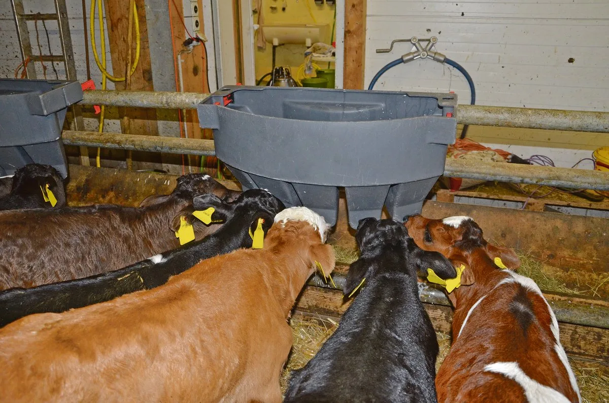 d9f758a83fc2117d4e629e9dff1562c3f59effd2 Wird Milch ad libitum angeboten, trinken Kälber in den ersten paar Wochen zehn bis zwölf Liter Milch pro Tag. (Bild BauZ)