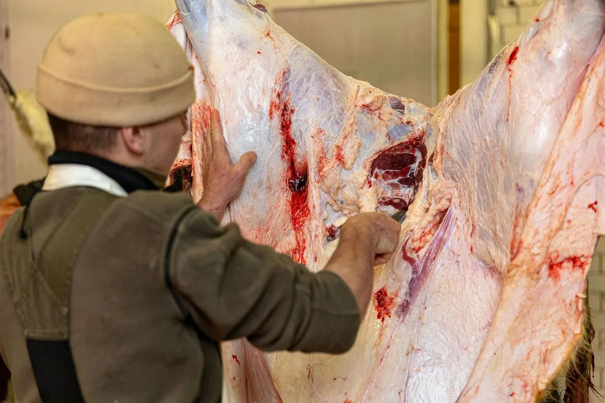 In der Metzgerhuus Stadt und Land AG in Füllinsdorf BL werden ab April 2025 Tiere aus der Region Basel geschlachtet und verarbeitet.
