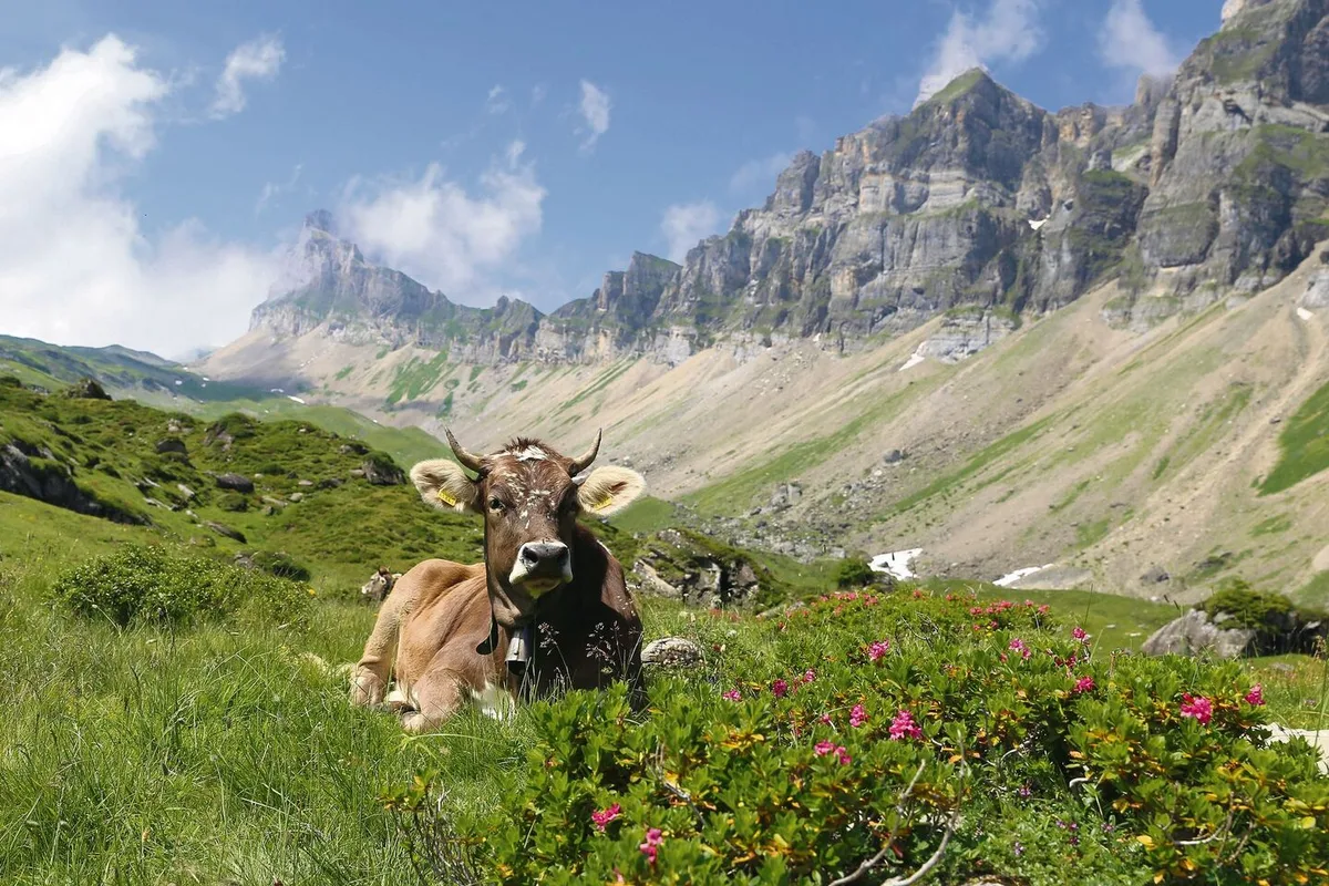 71c3ac3384de6e34a4e355f1d389696d86b25e3282fe39ec5f4eaf4c2891d7ea Gesunde Rinder auf der Alp machen sowohl den Hirten wie auch den Tierbesitzern Freude.