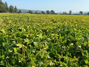 Durch die Viröse Vergilbung werden die durchschnittlichen Erträge in der Westschweiz auf 65 t/ha geschätzt. (Bild Katrin Erfurt)