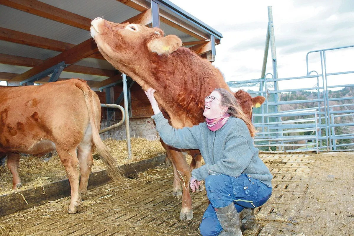 c44f93b21bf0d490d78ec01af23677dcc65e7da0db4dd1589b1f5adf368260b0 Martina Guyer krault die Limousin-Kuh Liv. Alle Tiere auf dem Schürlihof sind handzahm. Der tägliche Umgang mit ihren Rindern bedeutet für die Landwirtin Erholung.