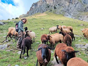 Agroscope-Forscherin Caren Pauler hat mit verschiedenen Tieren gearbeitet und festgestellt, dass Engadiner Schafe am besten geeignet sind, um offene Weiden nach der Verbuschung wiederherzustellen.