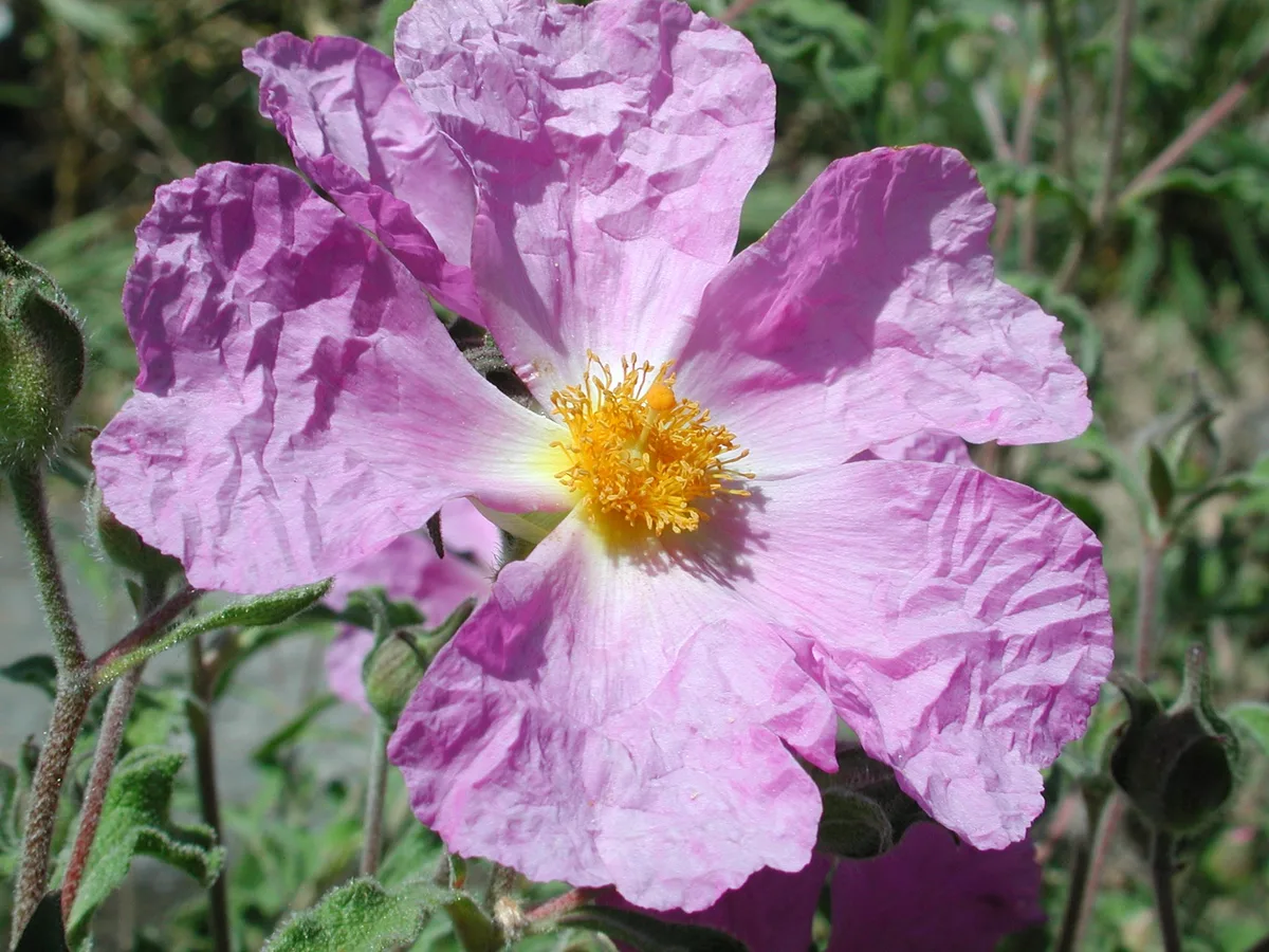 e0f93463644dfbae99eb117d06a5ce15104c9679 Ab dem 8. Juni können sich Besucher der Zistrosenbüsche wieder erfreuen. (Bild Botanischer Garten UZH)