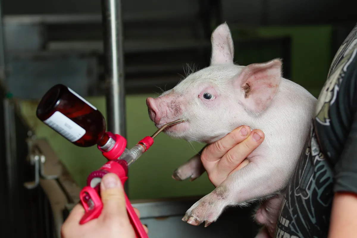 Ferkelimpfung gegen Lawsonien Gegen EP werden die Ferkel in der Schweiz nicht immunisiert.