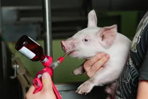 Gegen EP werden die Ferkel in der Schweiz nicht immunisiert.