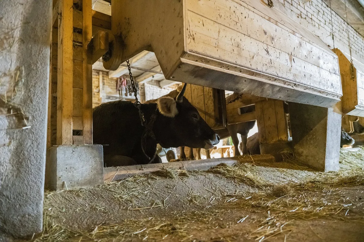 bz-bet2-07-futterkrippe_bild_1 «Wie eine Futterkrippe in der Liegebox»: Donat Capaul hat seinen Anbindestall mit einer schwenkbaren Krippe ausgestattet