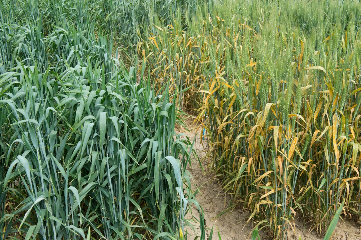 Agroscope_CaroleParodi-7239_ gradient RJ (8).JPG Im Feld zeigen sich deutliche Unterschiede, wenn resistente neben anfälligen Weizensorten stehen.