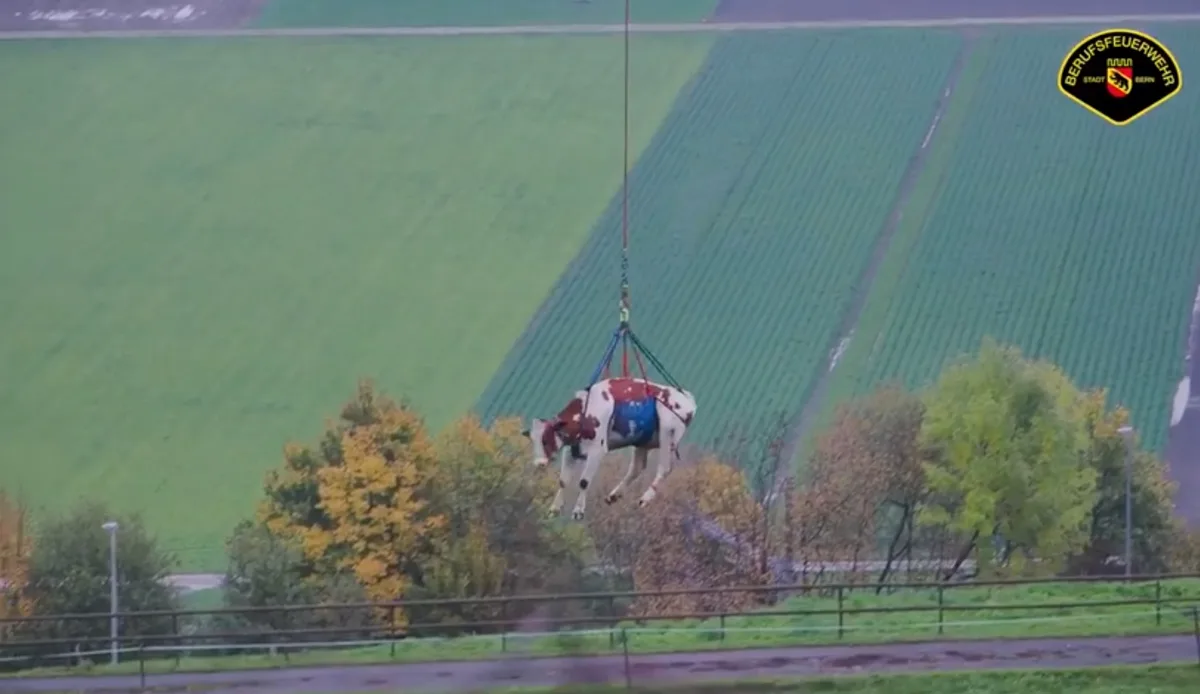 6beec5e338a6f5149be3149fd68a93ce4c04010c Mit diesem Flug hat die Kuh wohl nicht gerechnet. (Bild Screenshot Feuerwehr Stadt Bern)