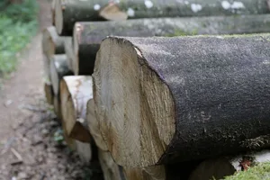 2020 wurde das erste Schweizer Laubholzwerk eröffnet. Dort können laut den Betreibern hoch belastbare Bauteile hergestellt werden.