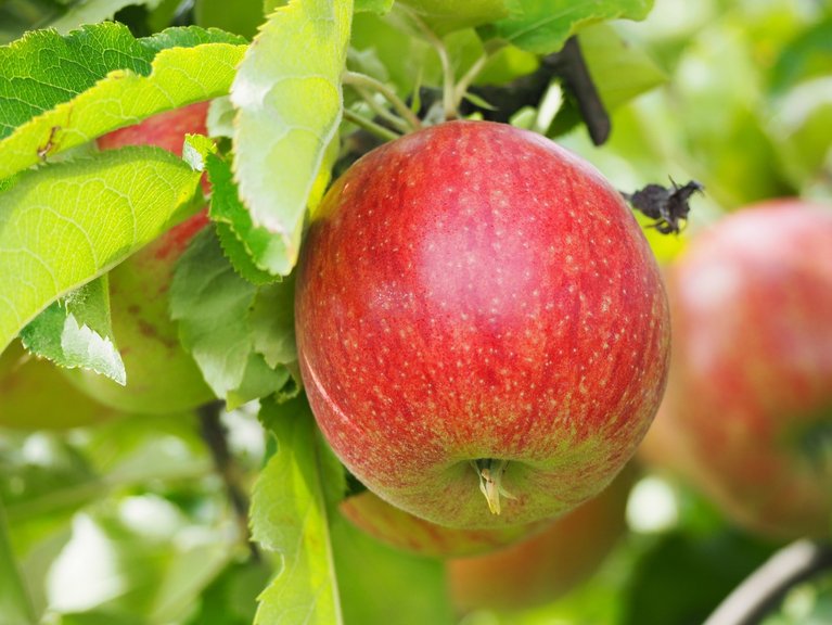 Deutsche Schulkinder essen zu wenig Obst