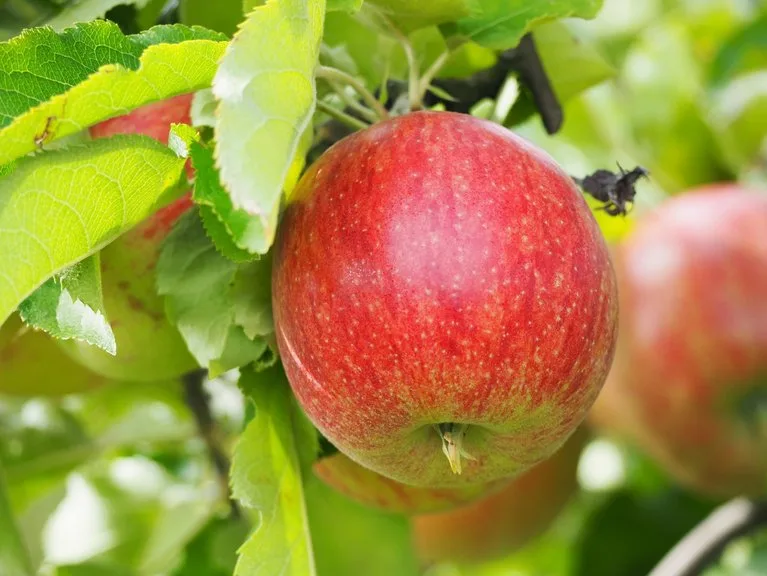 4ed41a975a3239b8f53793fdf4da4021f25fd678 Deutsche Schulkinder essen zu wenig Obst