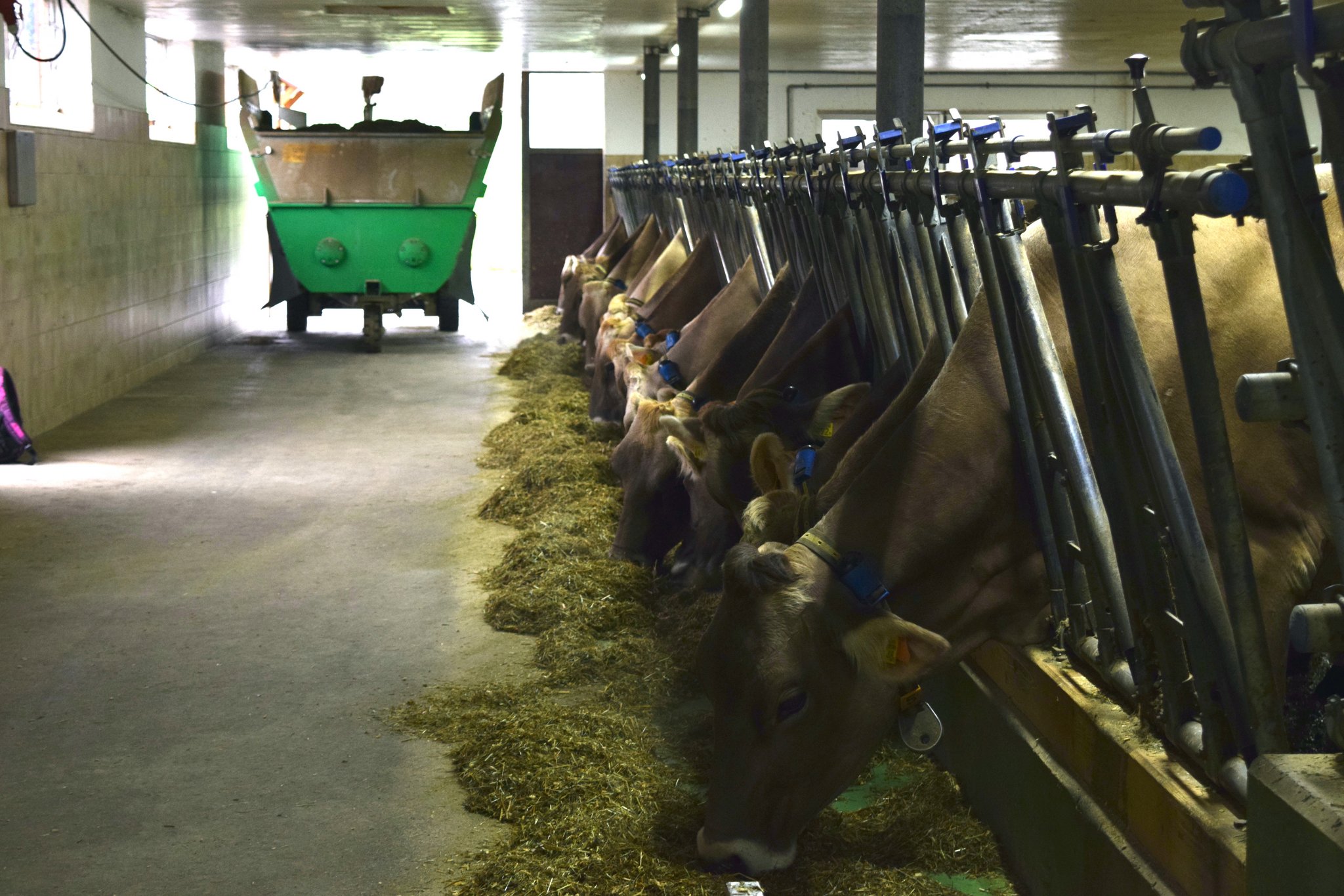Futterzusatz Bovaer hält Einzug in Schweizer Ställe