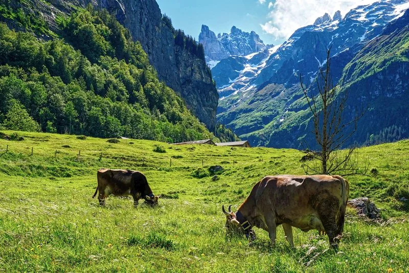 Klauenprobleme sind auf grösseren Rinderalpen ein häufiges Problem. Ein Projekt will jetzt den Ursachen auf den Grund gehen. (Bild Pixabay)