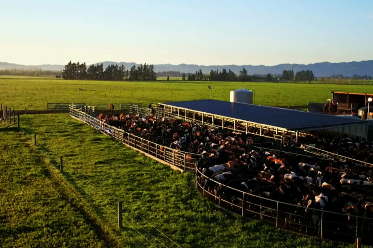 Ausgerechnet Neuseeland – Eine Farm am grünen Ende der Welt