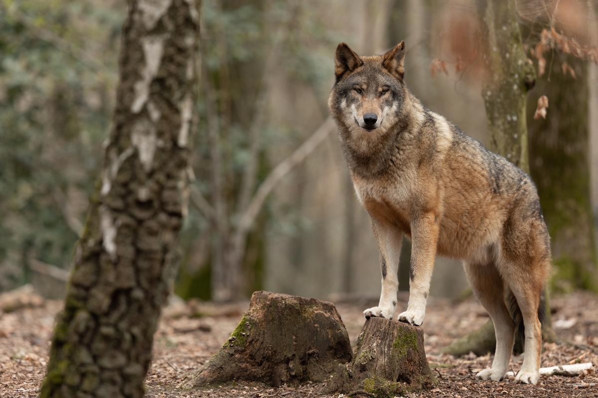 Ja zu mehr Schutz vor Grossraubtieren im Wallis