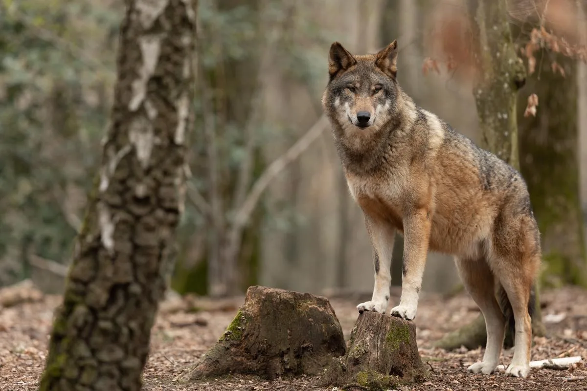 adobestock_261248459-1200px Ja zu mehr Schutz vor Grossraubtieren im Wallis
