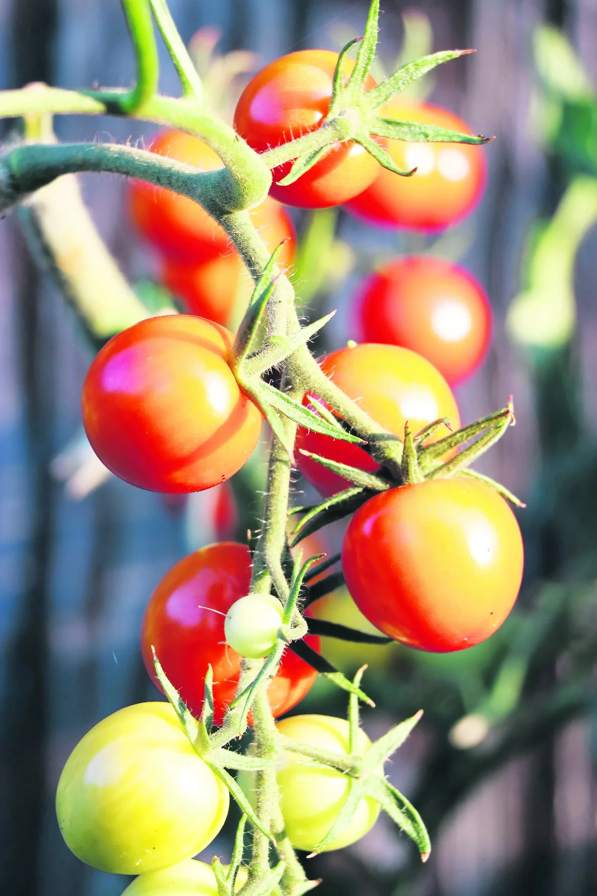 Auch im Winter lassen sich Tomaten produzieren