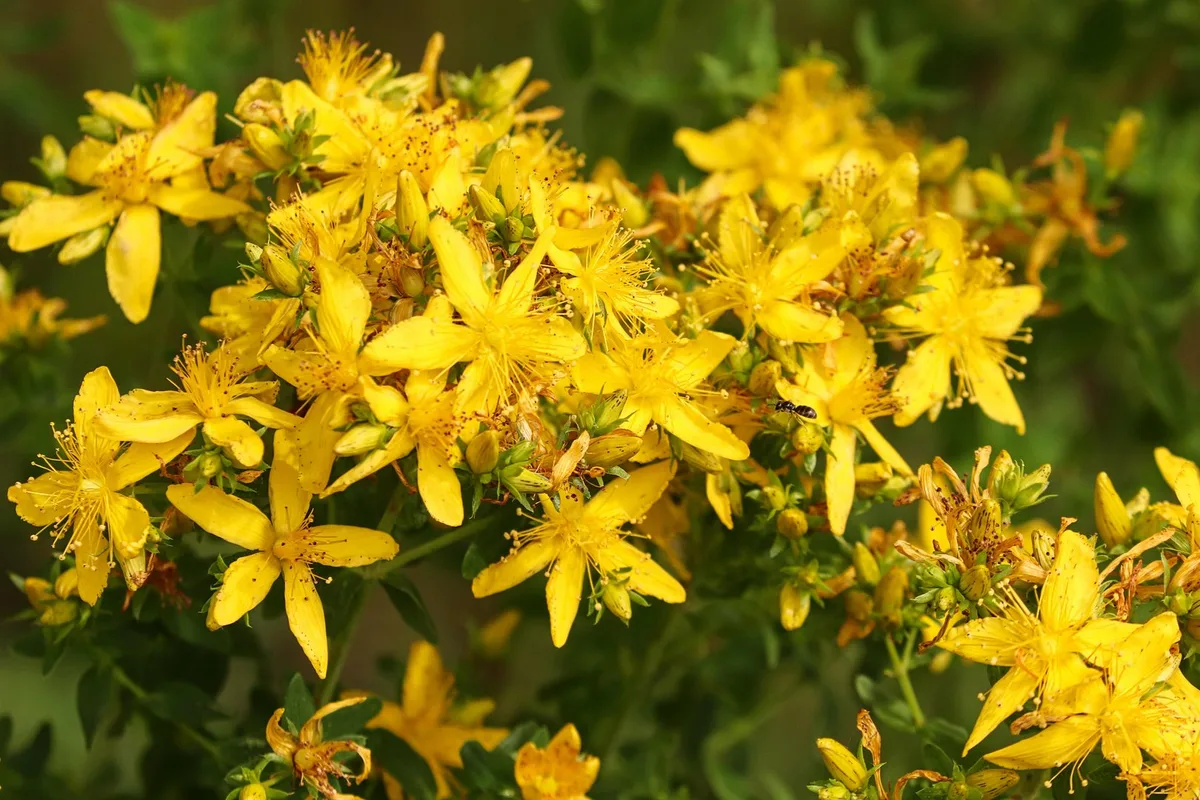 manfredrichter-large-flowered-st-johns-wort-5287598 Johanniskraut: Das vielseitige Heilkraut der Sonnenwende