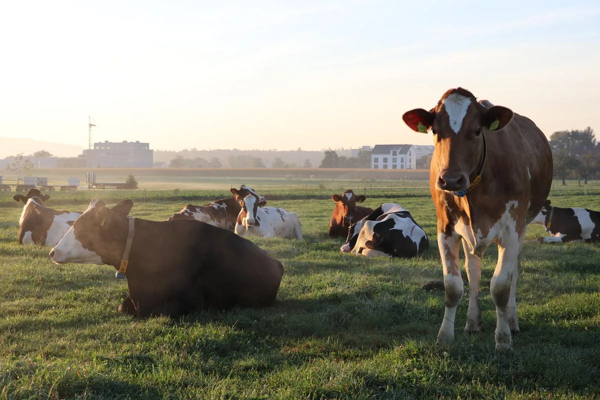 cb703f2f36347951a09de77d95c15b3422e7defd Die Holstein Kühe können auf der Weide bleiben. Die Show im freiburgischen Tafers findet nicht statt. (Symbolbild Ruth Aerni)