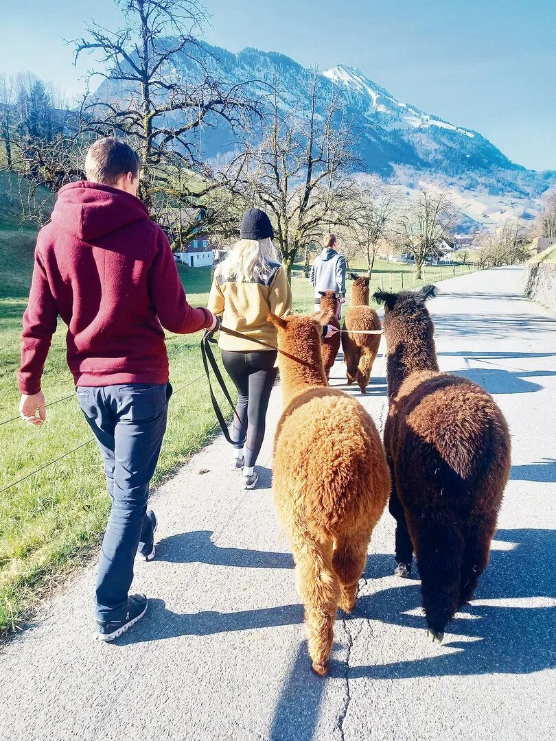 Gewinner(innen) des Nidwaldner Innovationspreises 2021. Flühlers bieten auch Spaziergänge mit Lamas an (l.). Hauptbetriebszweig sind die Legehennen. Lucia Flühler freut sich im Hühnerstall über das anlaufende Geschäft mit Ostereiern.