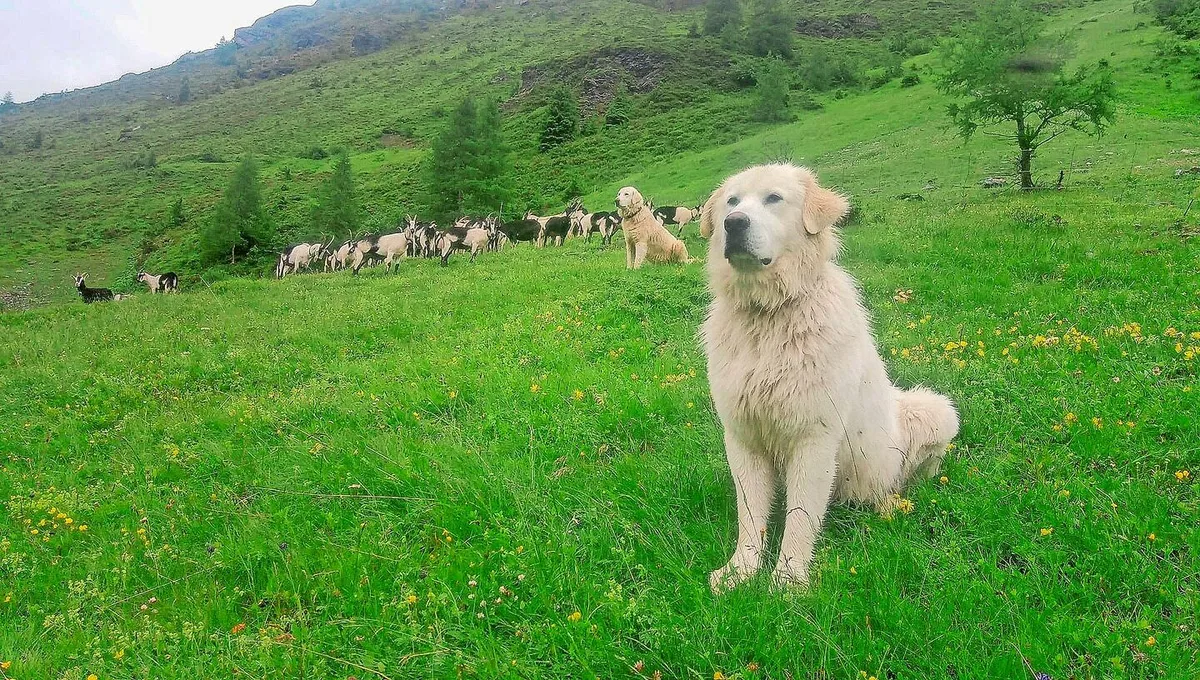 a78afd3872b1ecfd8bcc8a3748ee7328c9eaffb6001f0e46d5a3df75b392d41d Herdenschutzhunde zu halten, muss gut überlegt sein. Die Gewöhnungsphase braucht Zeit.