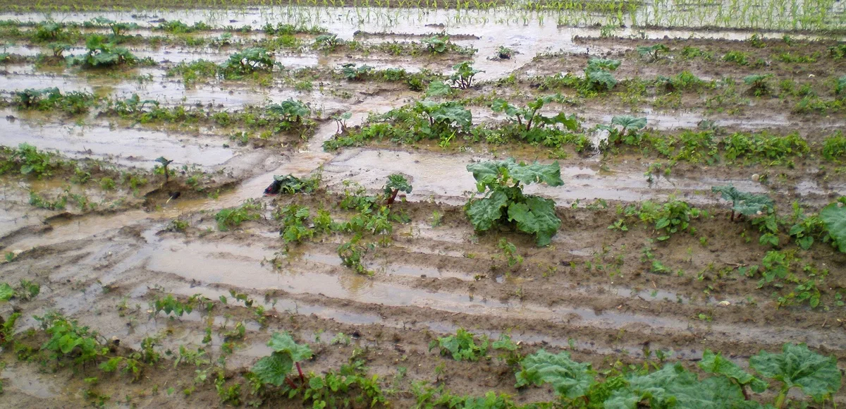 596af58d096e26cefd947ba3f4ca93e7d4b974aa Durch Abschwemmung und Erosion gelangen Pflanzenschutzmittel in Gewässer. Um das zu vermeiden, müssen gefährdete Parzellen erkannt werden können. (Bild N. Konz/ Amt für Umweltschutz und Energie BL)