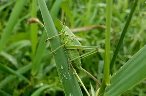 Das geplante Glyphosatverbot ist Teil eines Aktionsplans zum Schutz der Insekten. (Bild Pixabay)