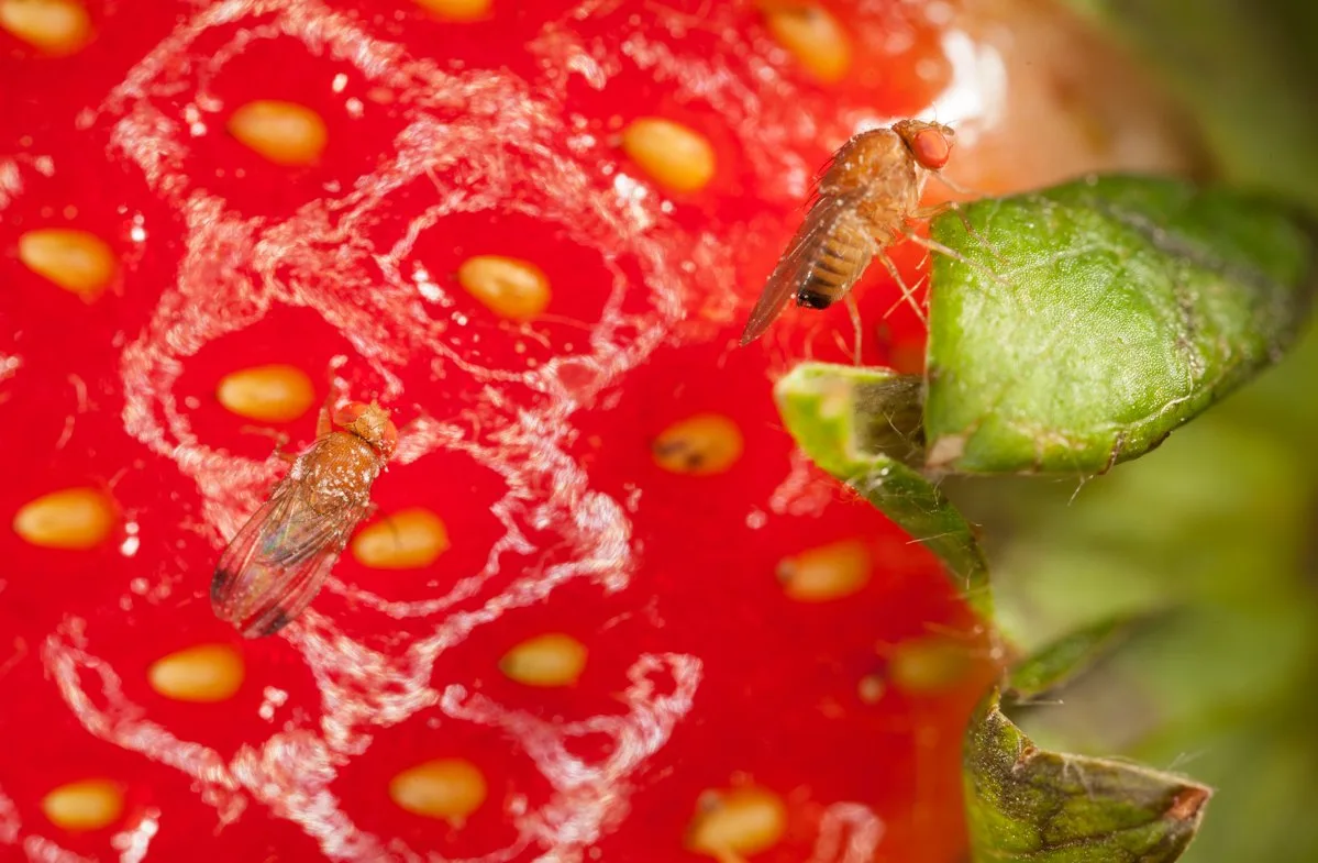 Lead Ständerat will schnelle Schritte gegen invasive Schädlinge