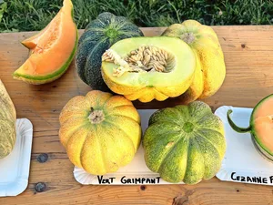 «Vert Grimpant» und «Cezanne F1» sind einige der Zuckermelonensorten, welche interessant für einen Anbau in der Schweiz sind.