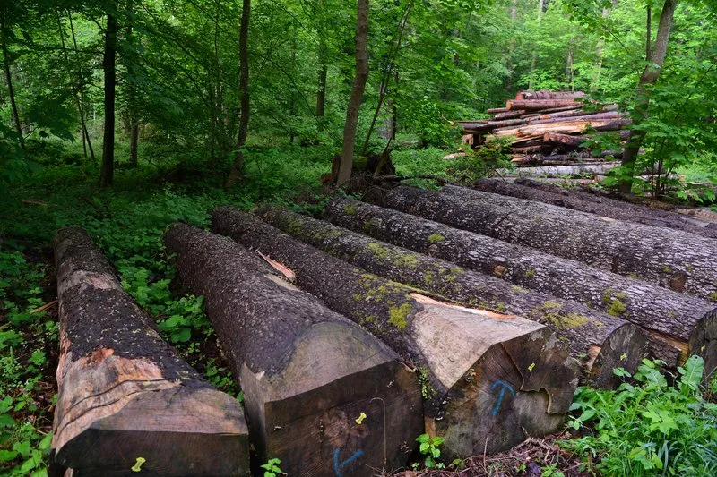 75f0725dddcaf33b69be4ee2954781435a8005bb Holz ist zwar ein gefragter Werkstoff, die Waldeigentümer können von der hohen Nachfrage aber bisher nicht profitieren. (Bild Anna Suter / BauZ)