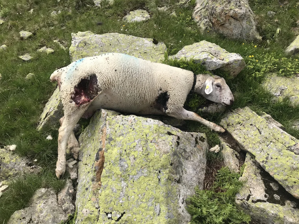 BZ-FORUM1-29-Leserbrief_Bild_unten-akr Wieso soll das Leben des Wolfes mehr Wert haben als das unserer Schafe?