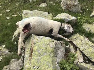 Nicht durch Kehlbiss getötet: Eine der vom Wolf gerissenen Auen von Anja Altermatt und Christian Härbi.