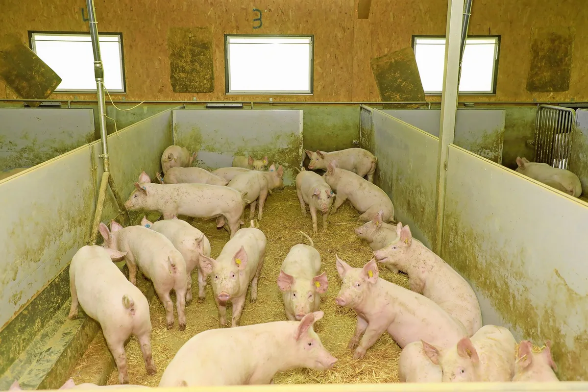 DG_25-09_SA_Mastschweine_Röthlisberger Wer seinen Mastbetrieb noch nicht auf stickstoffreduzierte Phasenfütterung umgestellt hat, sollte dies möglichst bald machen, um noch Beiträge zu erhalten.
