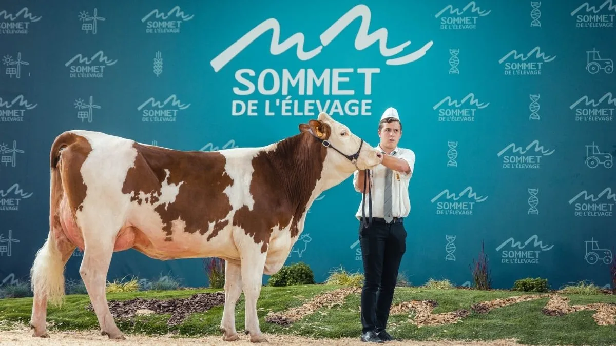 Concours Montbéliard.jpg Nationaler Montbéliard-Wettbewerb.