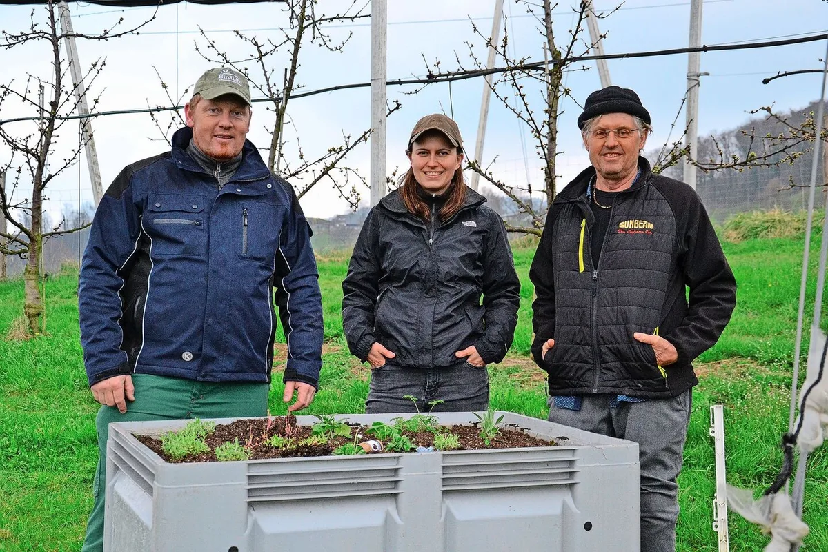 Landwirt Marcel Itin, Helena Römer, verantwortliche Versuchsleiterin seitens des Ebenrains, und Franco Weibel, pensionierter Obstbauberater, bei der Freilassung der vierfleckigen Kugelmarienkäfer Ende März.