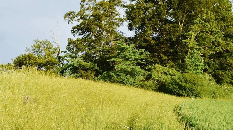 Der ehemalige Landwirt stutzte seine Hecke ohne Bewilligung. (Symbolbild dj)