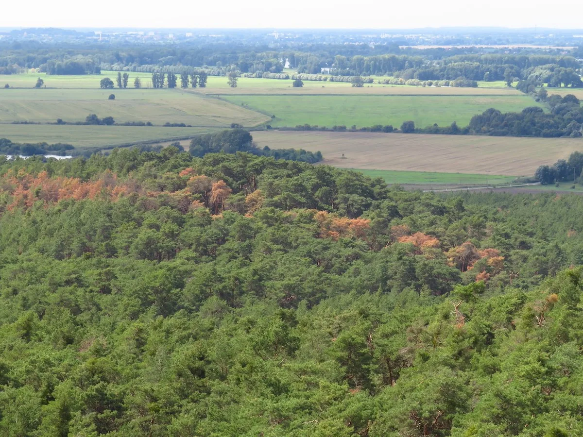 wald_brandenburg Satelliten messen über die Grünheit, wo der Wald Fieber hat