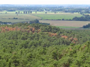 Über den Vergleich der Grünheit eines Waldes verschiedener Jahre kann man abschätzen, wie langfristig sich z. B. eine Dürre regional auf die Vitalität der Bäume auswirkt. Hier ein Bild von Kiefern im Brandenburger Wald in Deutschland.