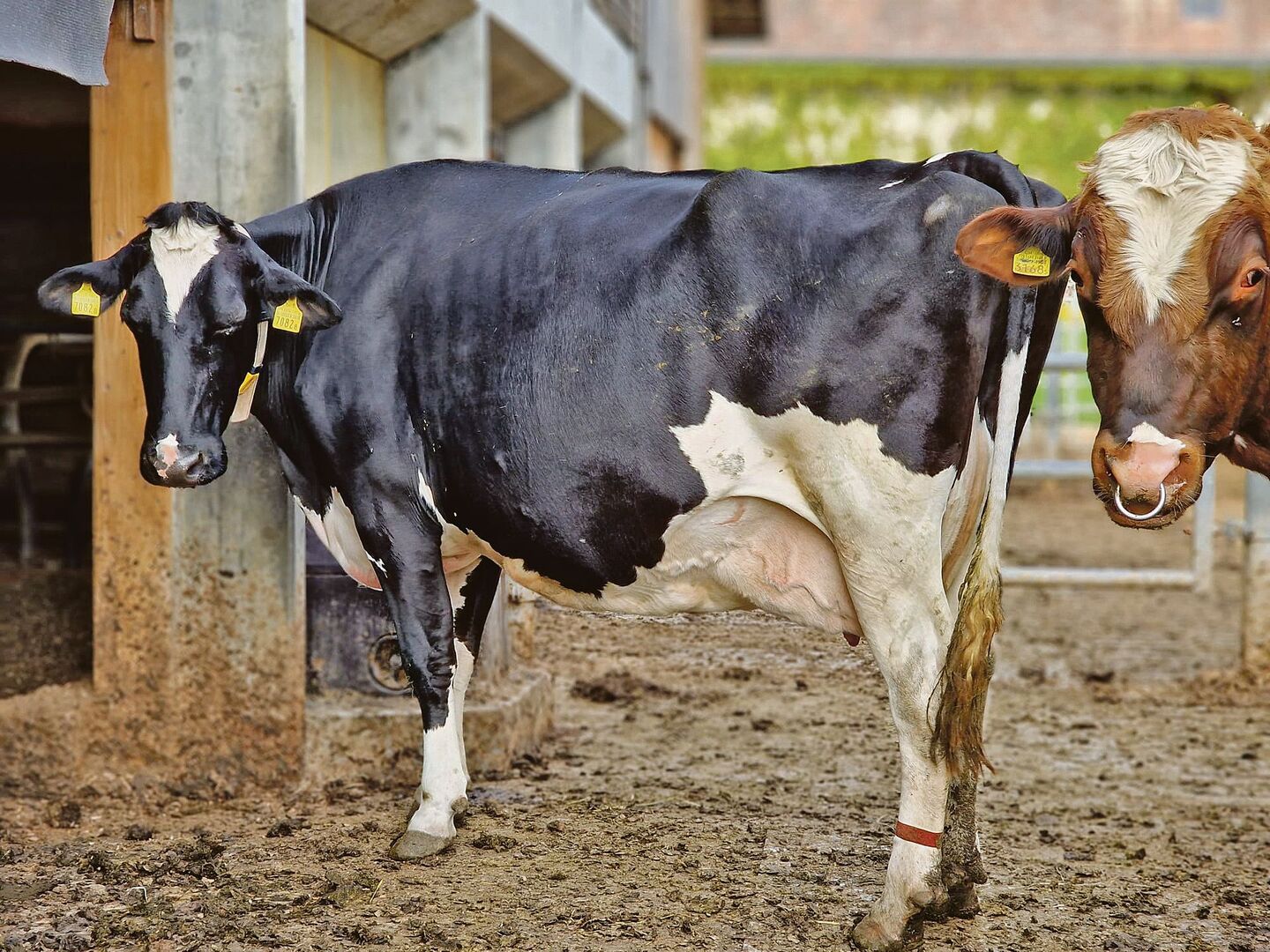 Nicht nur Schweine, sondern auch Kühe können proteinreduziert gefüttert werden, damit deren Klimabilanz besser ausfällt.