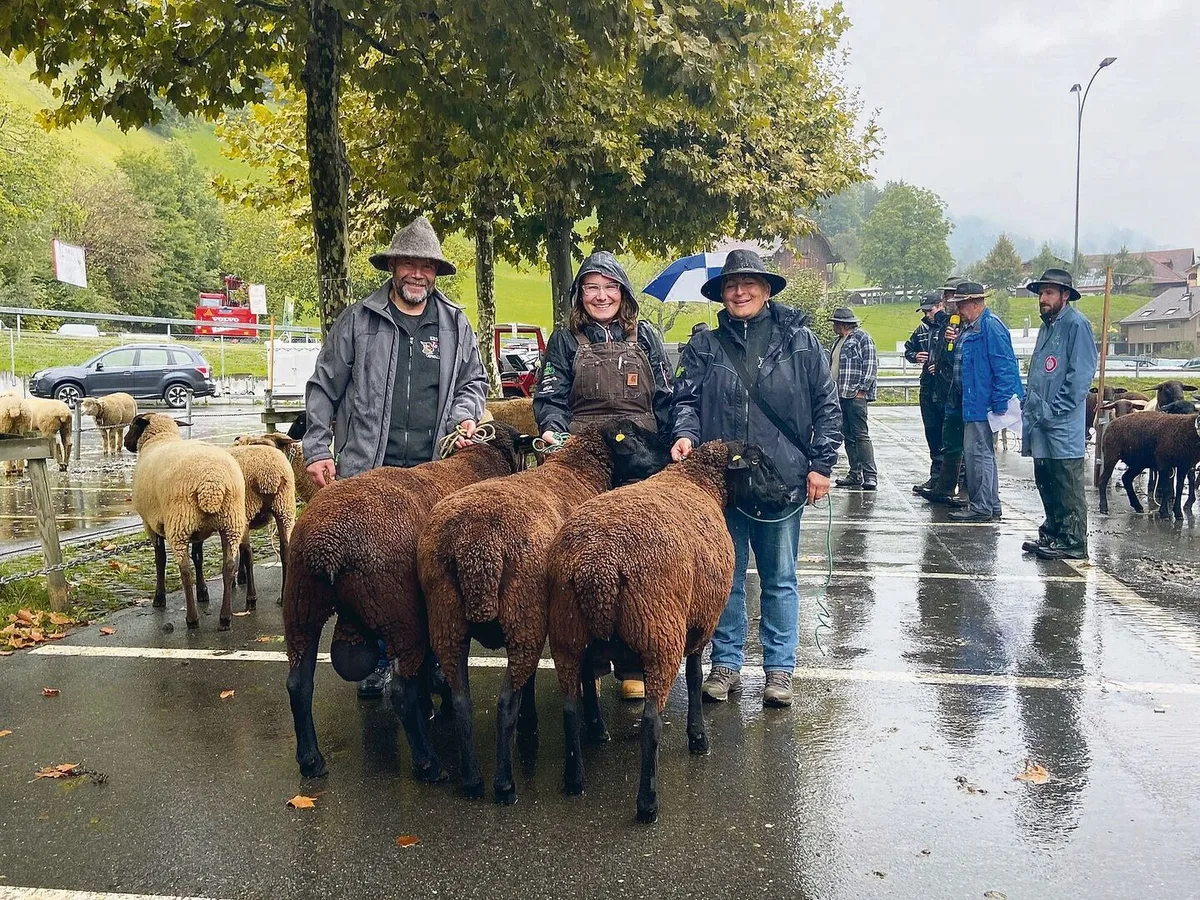 Sieger Betriebscup Schwarzbraunes Bergschaf SBS von Familie Betschart, Stalden.