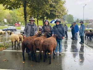 Sieger Betriebscup Schwarzbraunes Bergschaf SBS von Familie Betschart, Stalden.