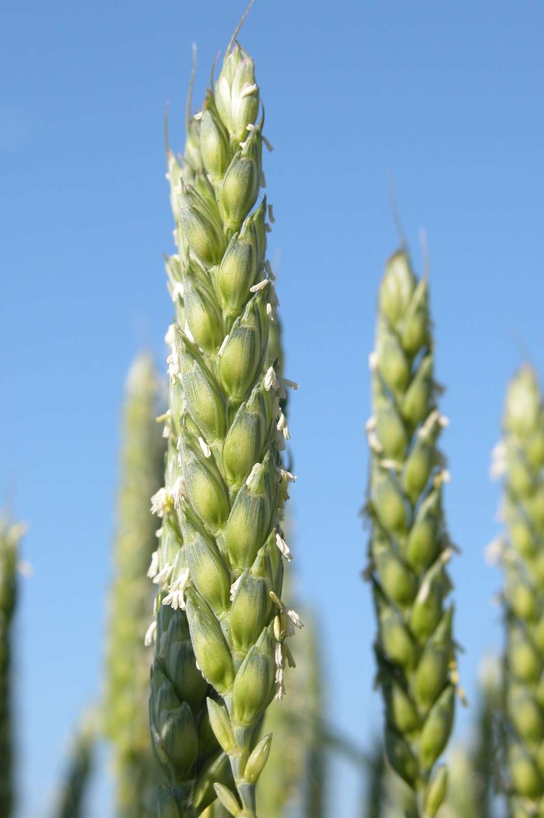 Wie kriegt man genug Protein in den Weizen – und ist es das richtige Qualitätsmass?