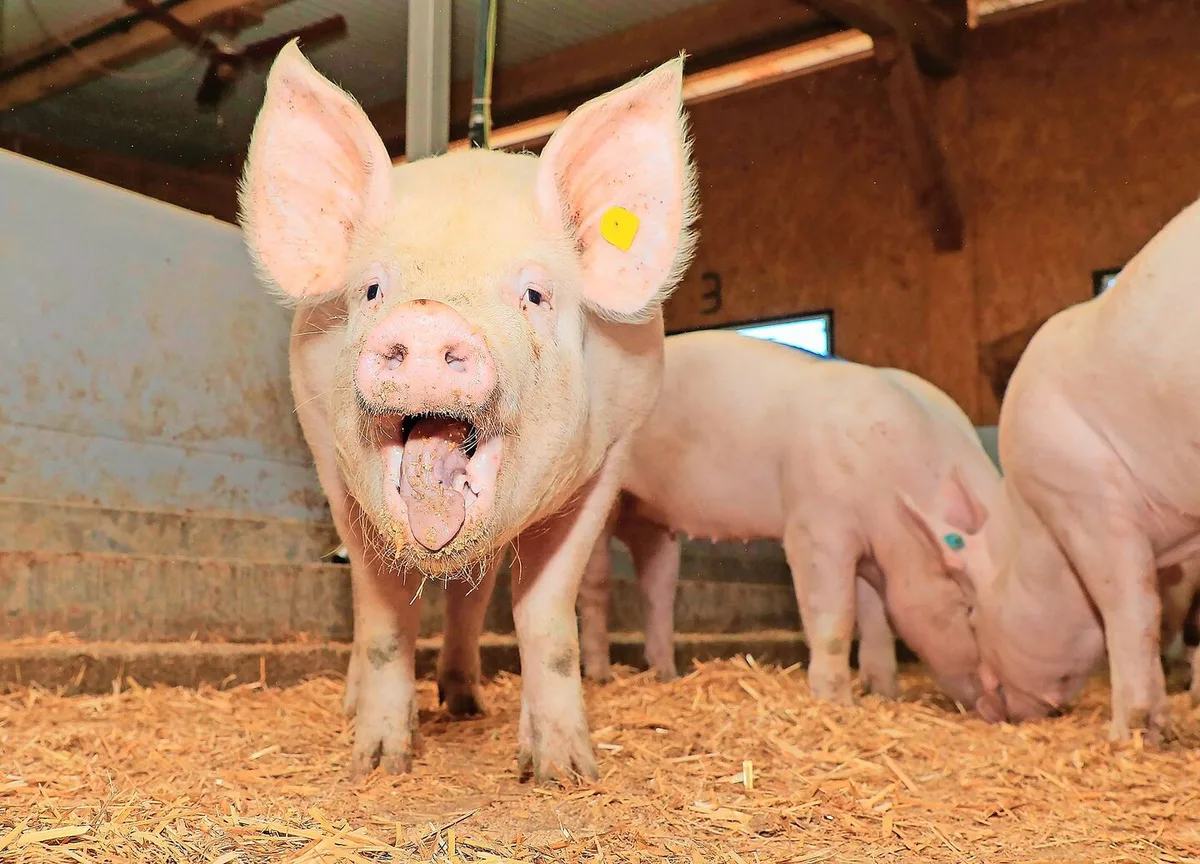 Die im Kanton Luzern bedeutende Schweinezucht bringt aktuell wieder hohe Erlöse.