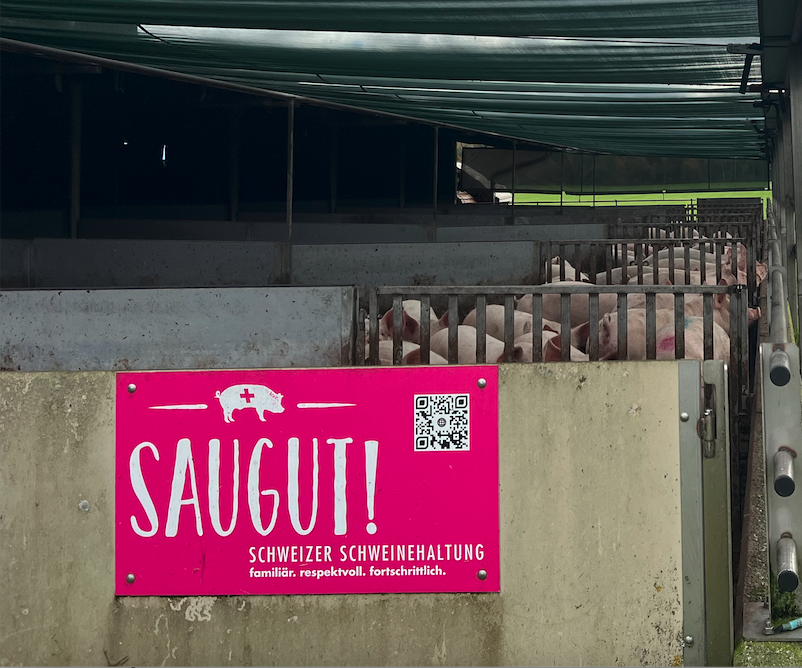 Spitze beim Tierwohl und der Fleischqualität. Nun gilt es, EP rasch in den Griff zu bekommen: Schweizer Schweineproduktion.