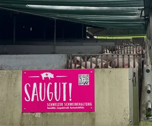 Spitze beim Tierwohl und der Fleischqualität. Nun gilt es, EP rasch in den Griff zu bekommen: Schweizer Schweineproduktion.